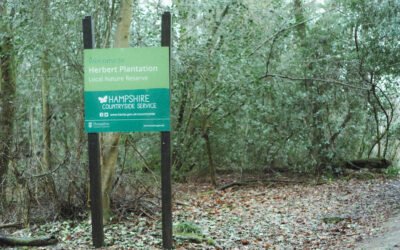 Herbert Plantation: Not Newtown Common