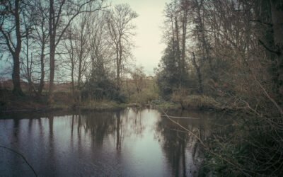 Sandleford Park: The Woods