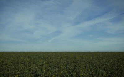 Ladle Hill: March 2026