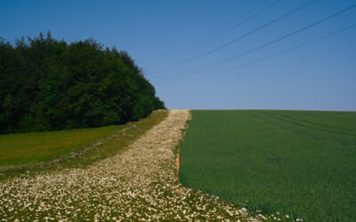 Caesar’s Belt Daisies